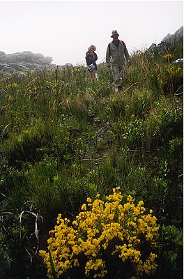 z Yellow bush[PSwart]